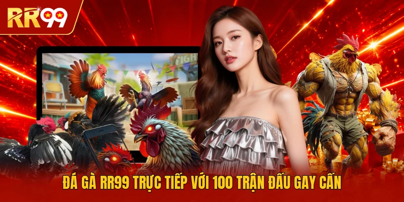 Đá gà RR99 trực tiếp với 100 trận đấu gay cấn 